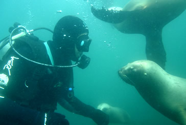 Buceo con lobos Marinos - Scuba Duba - Buceo en Patagonia